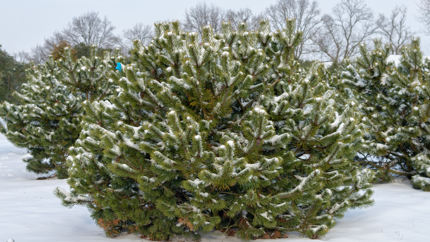 Pinus mugo subsp. uncinata krzewy soliterowe