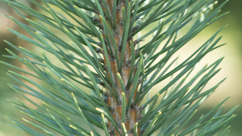 Pinus mugo subsp. uncinata pędy