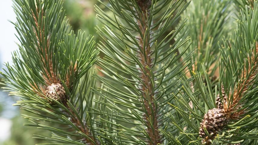 Pinus mugo subsp. uncinata pędy