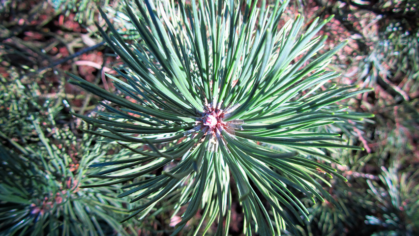 Pinus mugo var. pumilio blad