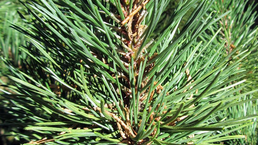 Pinus mugo var. pumilio blad