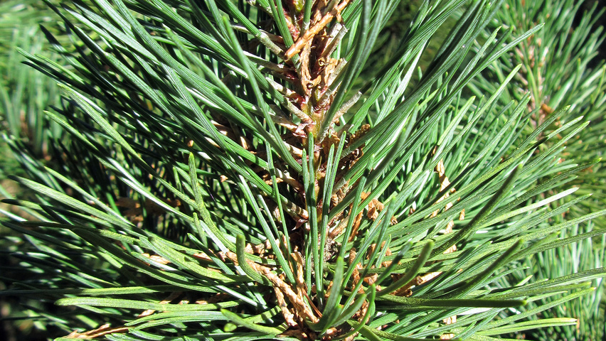 Pinus Mugo Var Pumilio Treeebb Online Tree Finding Tool Ebben Nurseries