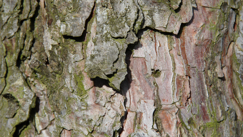 Pinus nigra tronc