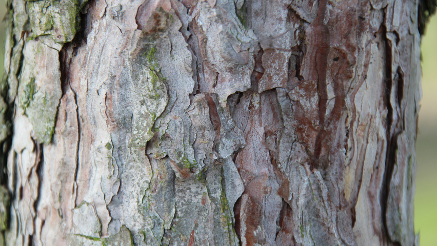 Pinus nigra tronc