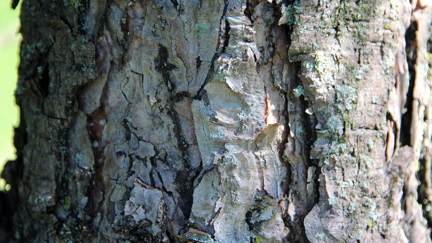 Pinus nigra 'Fastigiata' bast