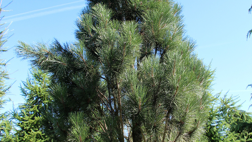 Pinus nigra 'Fastigiata' beveerd
