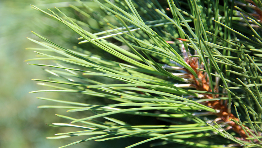 Pinus nigra 'Fastigiata' blad