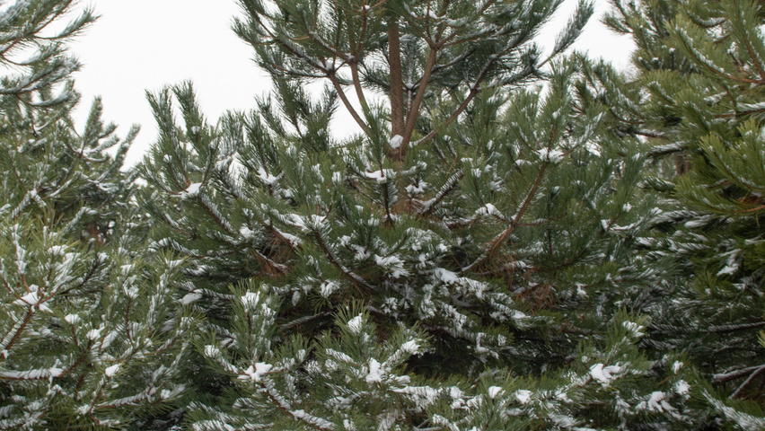 Pinus nigra branchus de la base