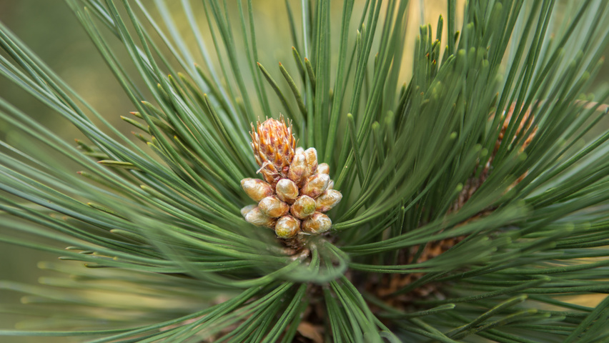 Pinus nigra | TreeEbb | Online tree-finding tool | Ebben Nurseries