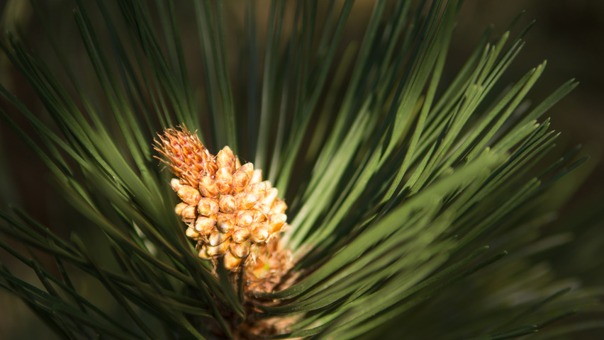 Pinus nigra fleurs