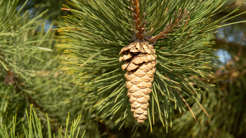 Pinus nigra fruits