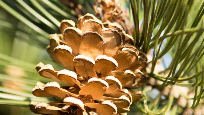 Pinus nigra fruits