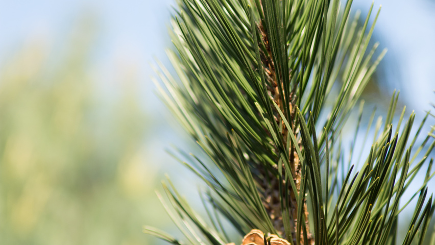 Pinus nigra fruits