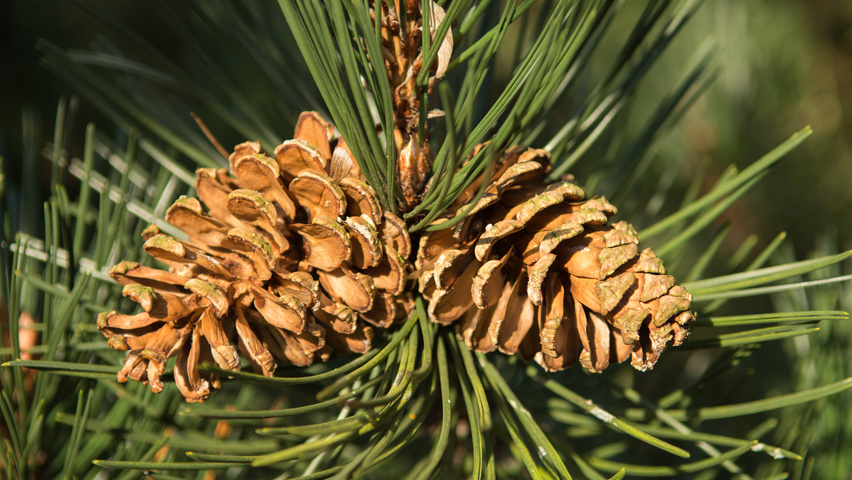 Pinus nigra fruits