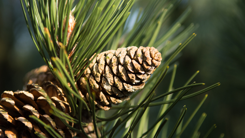 Pinus nigra fruits