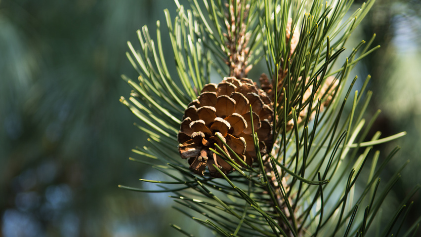 Pinus nigra fruits