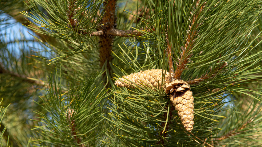 Pinus nigra fruits