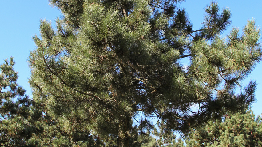 Pinus nigra haute tige