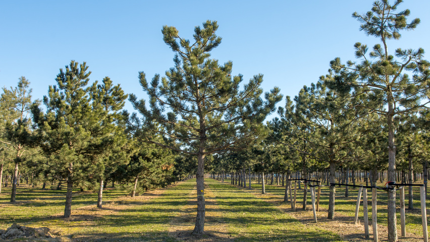 Pinus nigra haute tige
