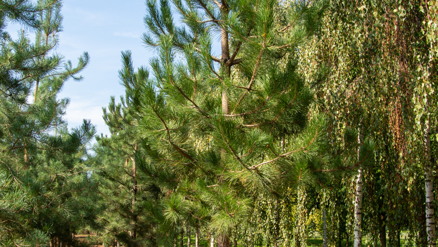 Pinus nigra haute tige