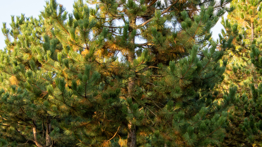 Pinus nigra haute tige