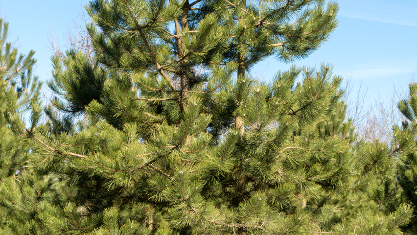 Pinus nigra multi-troncs