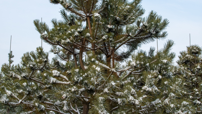 Pinus nigra multi-troncs