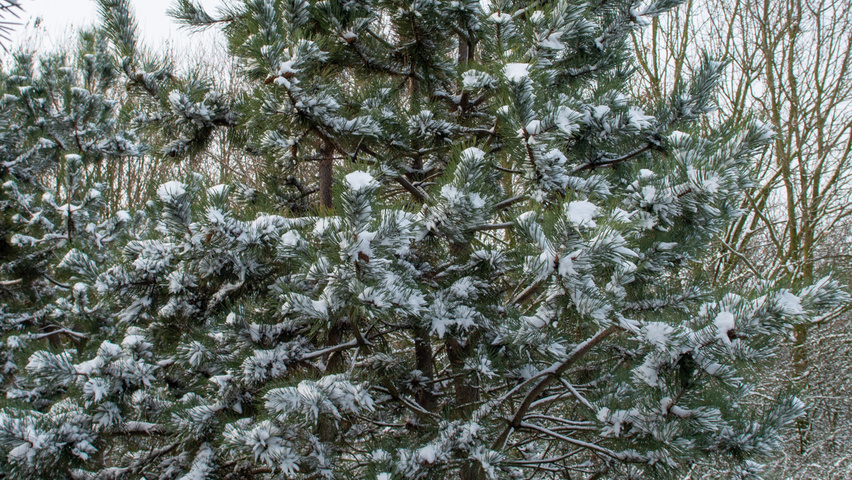 Pinus nigra multi-troncs