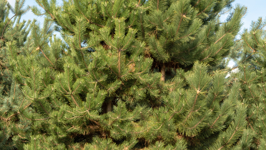 Pinus nigra multi-troncs