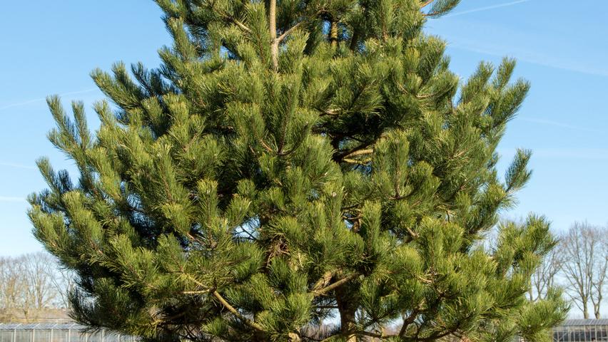 Pinus nigra multi-troncs forme parasol