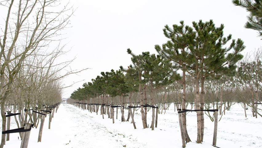 Pinus nigra multi-troncs forme parasol