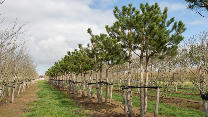 Pinus nigra multi-troncs forme parasol