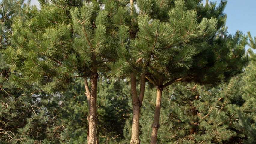 Pinus nigra multi-troncs forme parasol