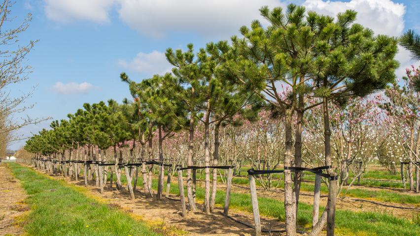 Pinus nigra multi-troncs forme parasol