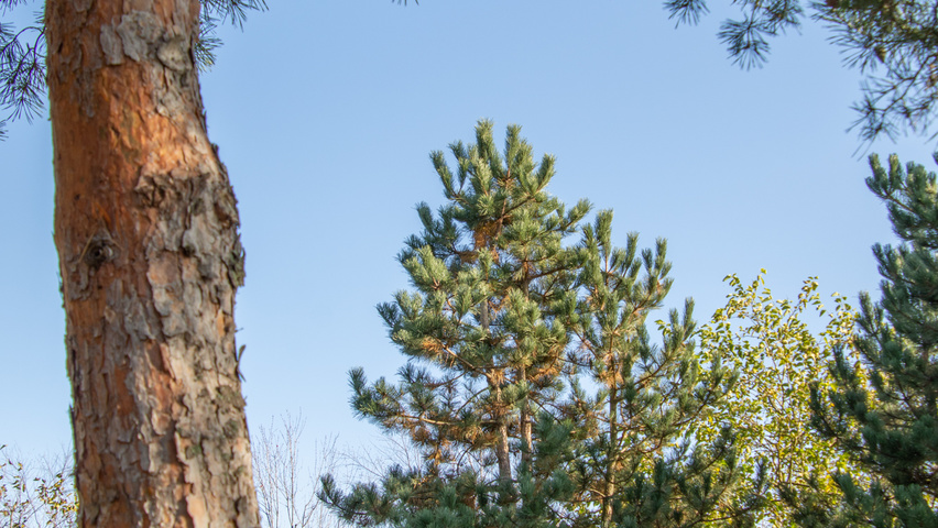 Pinus nigra multi-troncs forme parasol