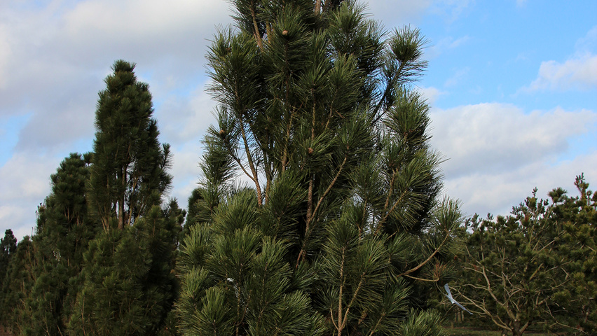 Pinus nigra 'Pyramidalis' beveerd