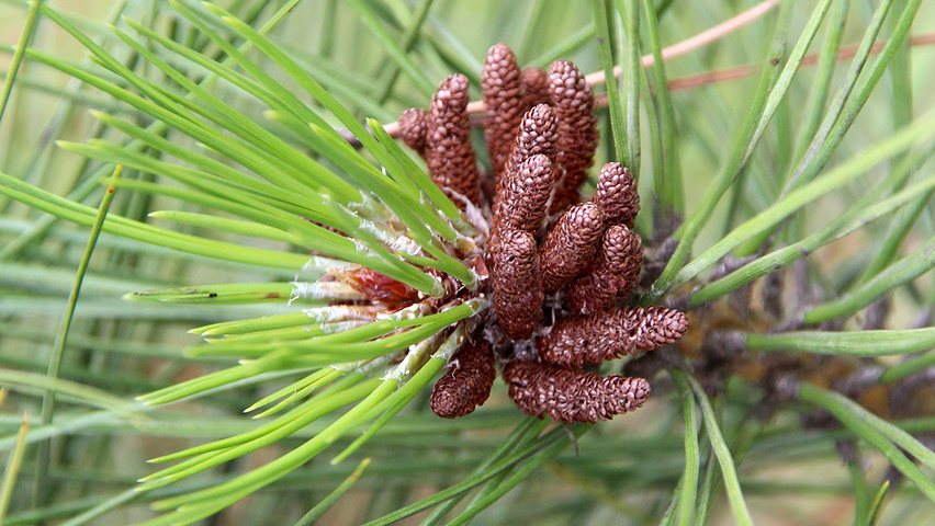 сосновый отзывы