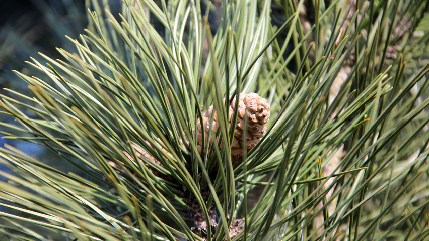 Pinus nigra 'Pyramidalis' blad