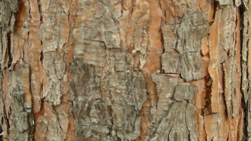 Pinus nigra subsp. nigra tronc