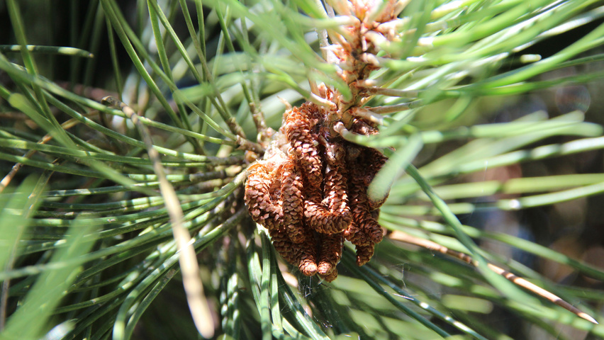 Pinus nigra subsp. nigra fleurs