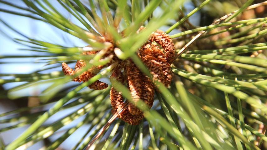 Pinus nigra subsp. nigra fleurs