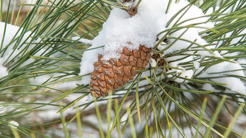 Pinus nigra subsp. nigra fruits