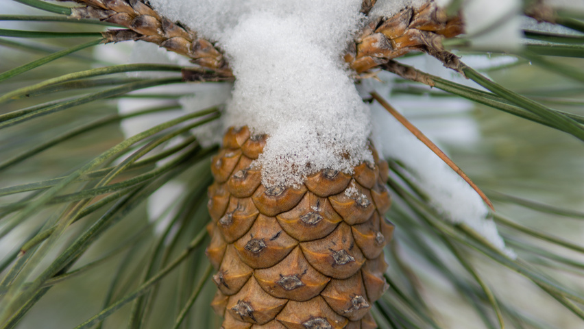 Pinus nigra subsp. nigra fruits