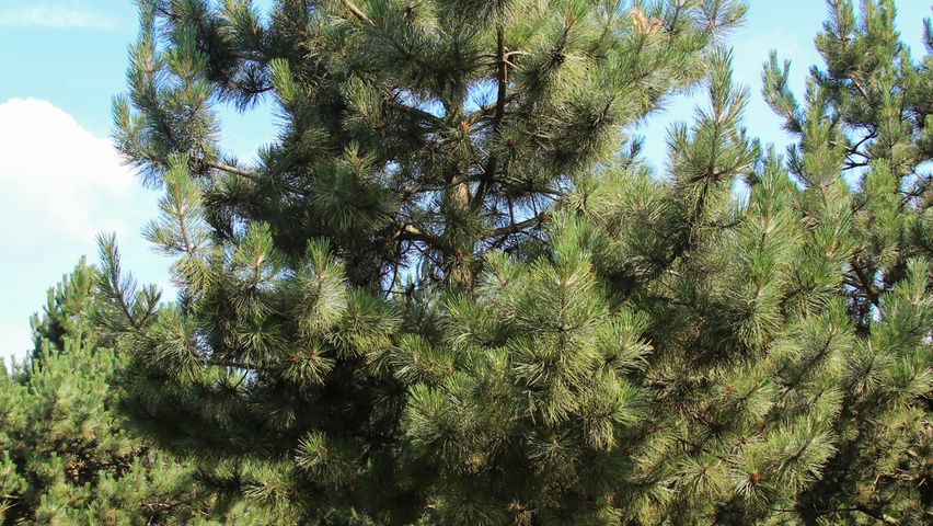 Pinus nigra subsp. nigra haute tige