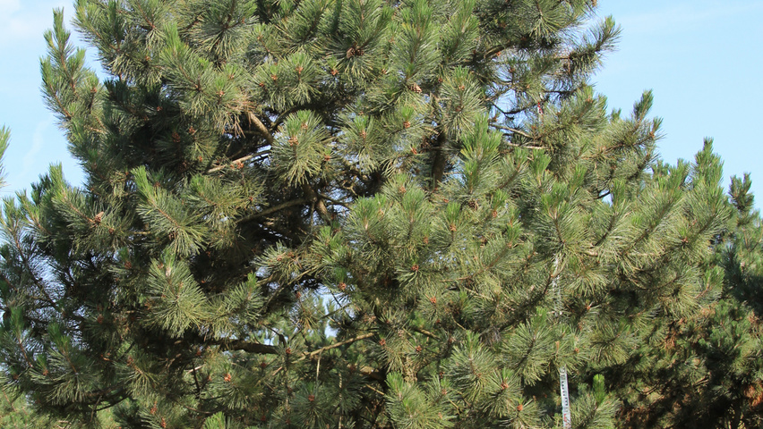 Pinus nigra subsp. nigra haute tige
