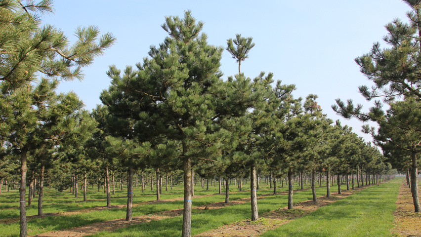Pinus nigra subsp. nigra haute tige