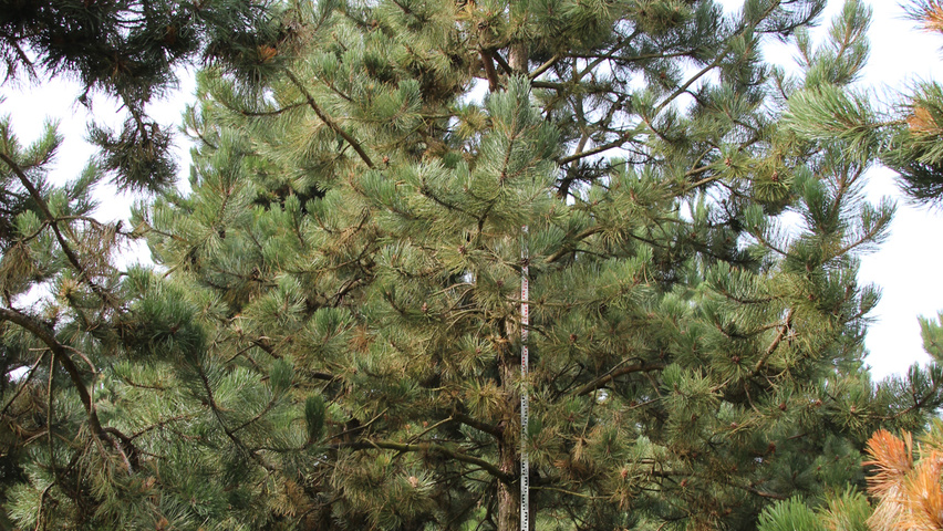 Pinus nigra subsp. nigra haute tige