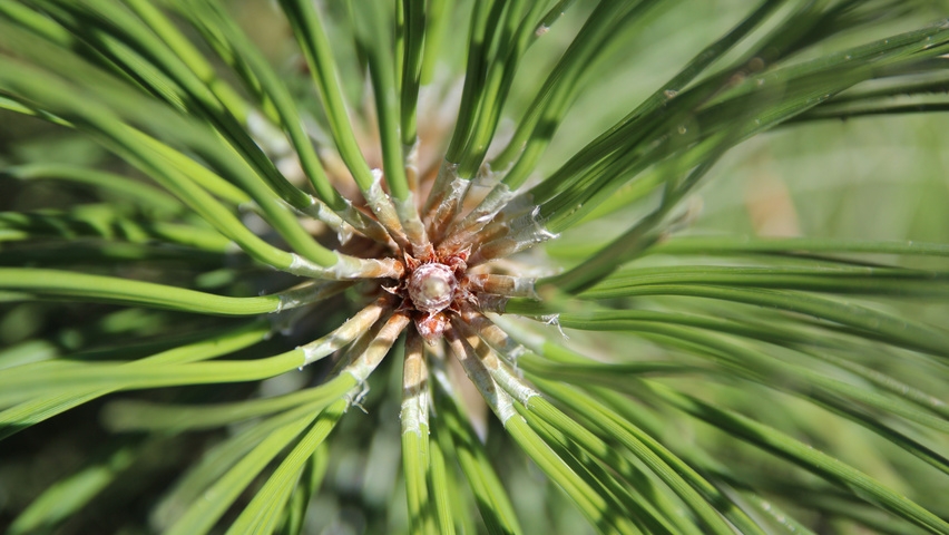 Pinus nigra subsp. nigra Feuilles