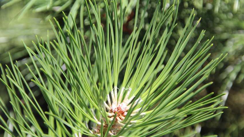 Pinus nigra subsp. nigra Feuilles