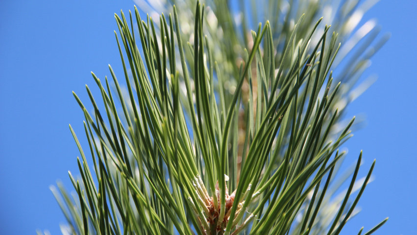 Pinus nigra subsp. nigra Feuilles
